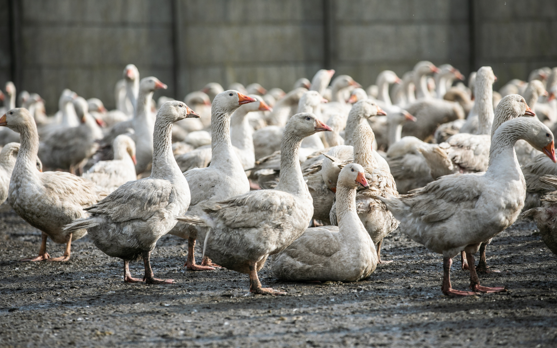 un grupo de gansos en una granja industrial.