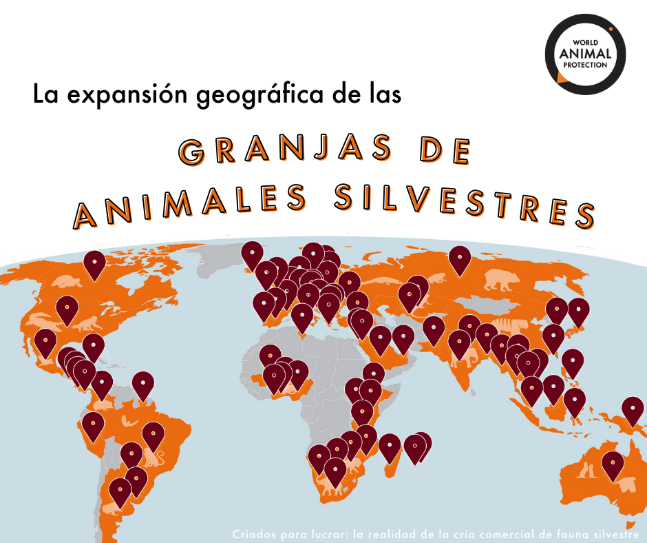 Mapa muestra los lugares en el mundo en el que se han identificado granjas de animales silvestres