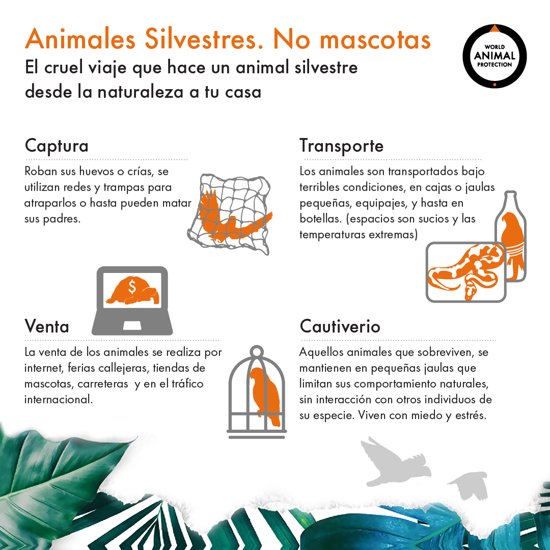 Infográfico sobre el viaje de los animales silvestres a las tiendas de mascotas.