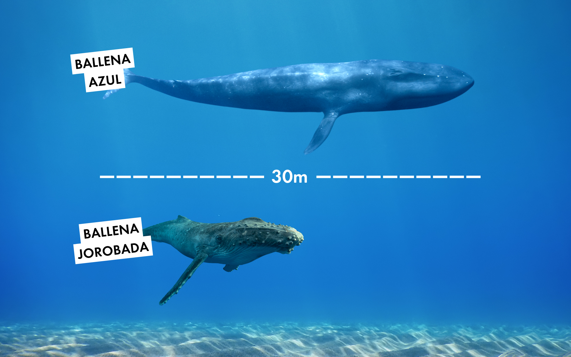 gráfico comparativo entre el tamaño de una ballena azul (30m) y una ballena jorobada (15m)
