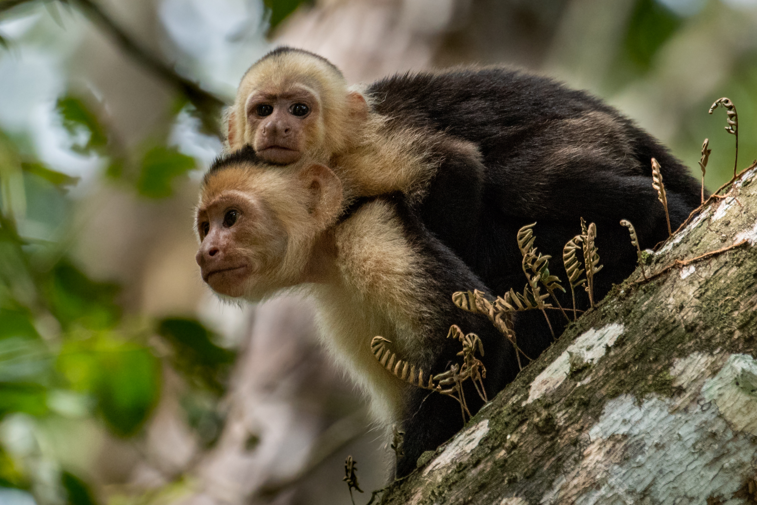 Un mono cariblanco con su cría en Costa Rica