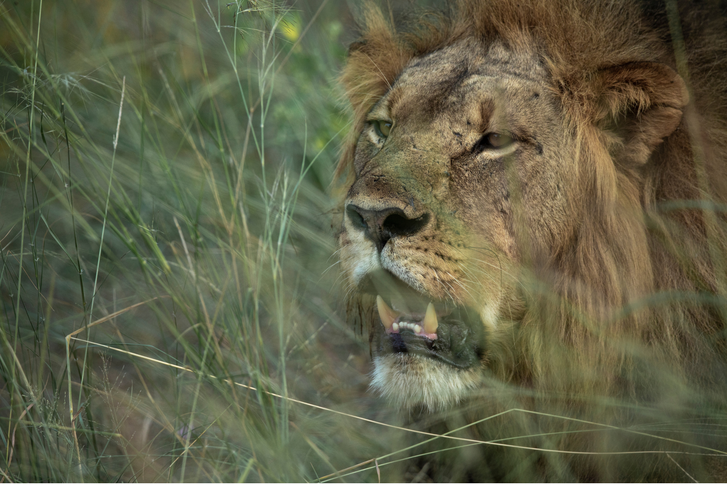 un león descansando en un pastizal.
