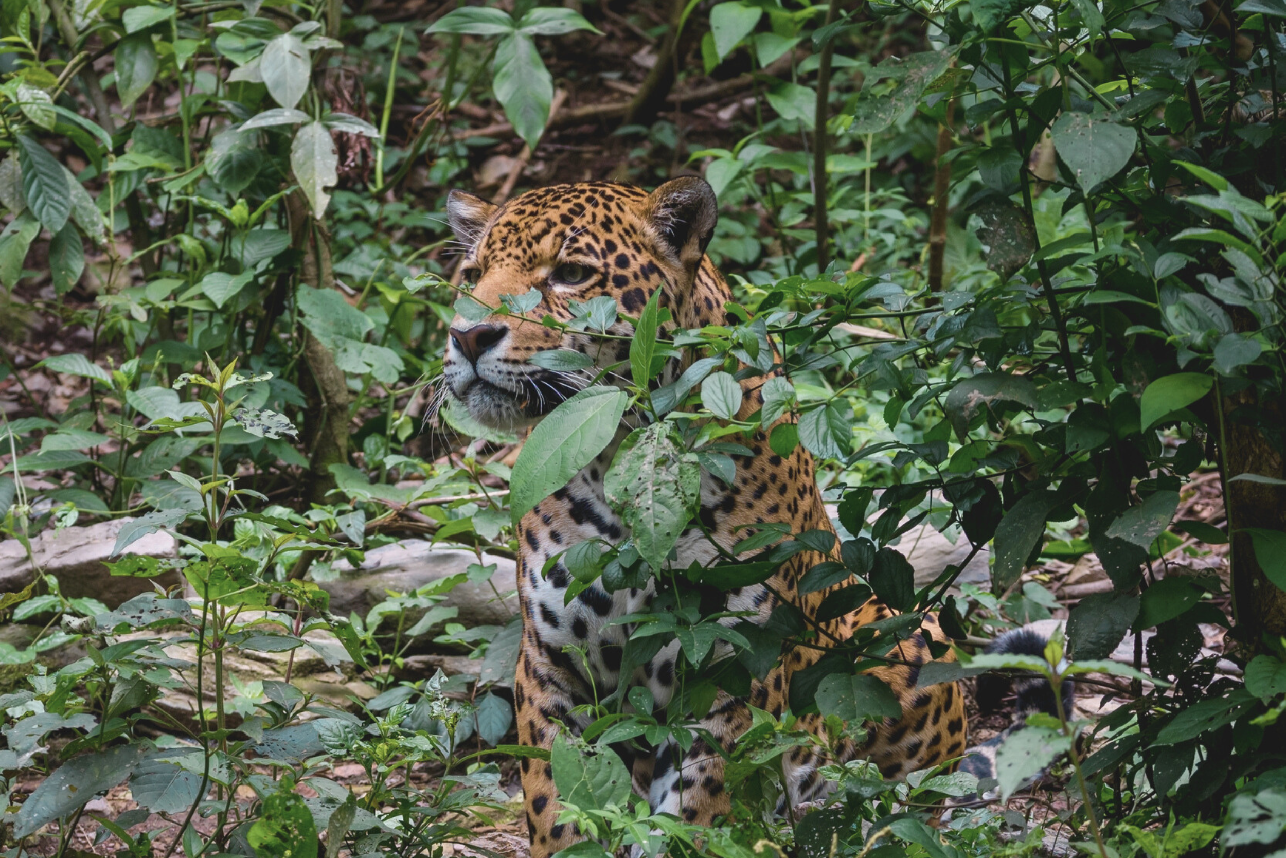 Un jaguar rescatado en un santuario.