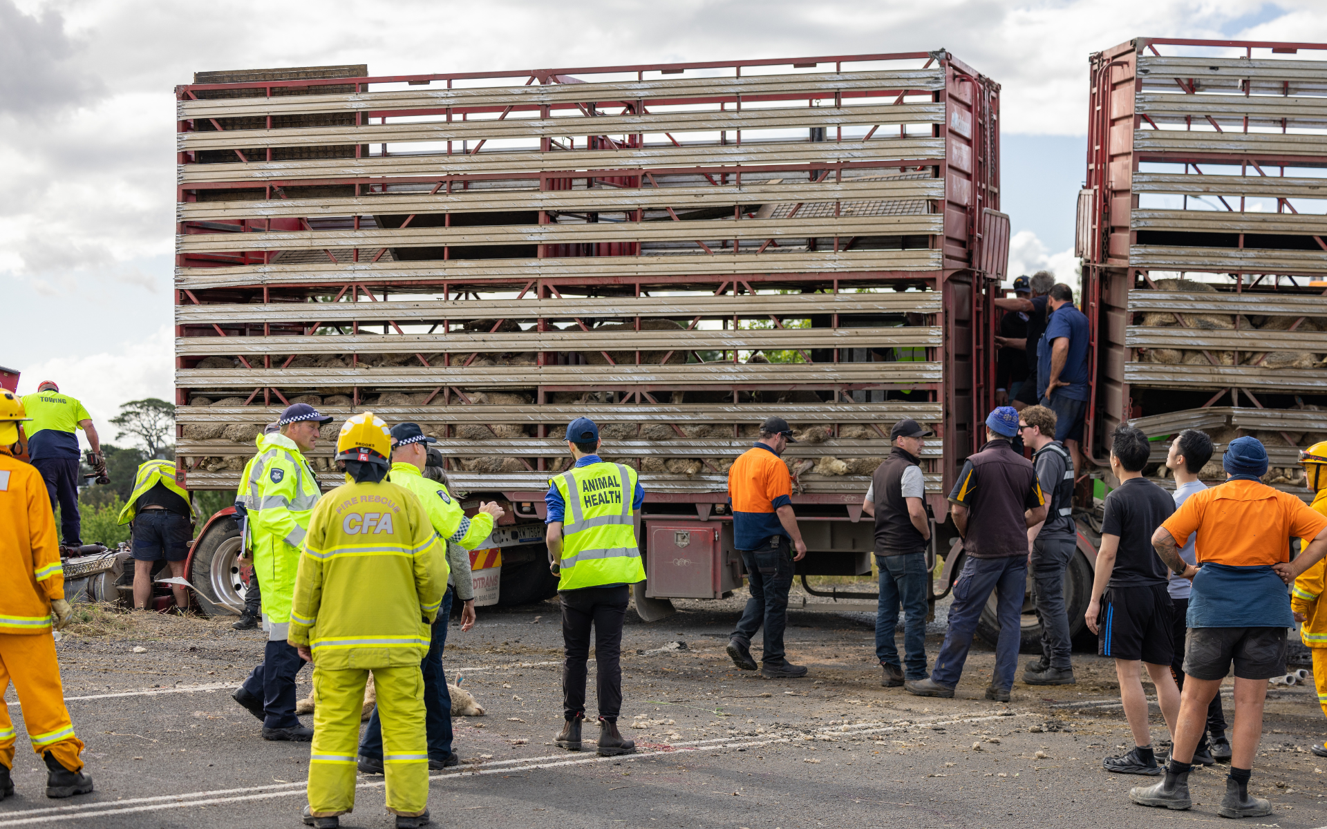 decenas de ovejas atrapadas tras el choque del camión que las transportaba con un automóvil.