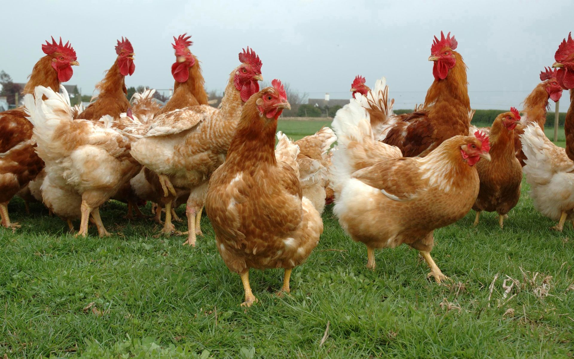 un grupo de gallinas pasta al aire libre en una granja de gran extensión.