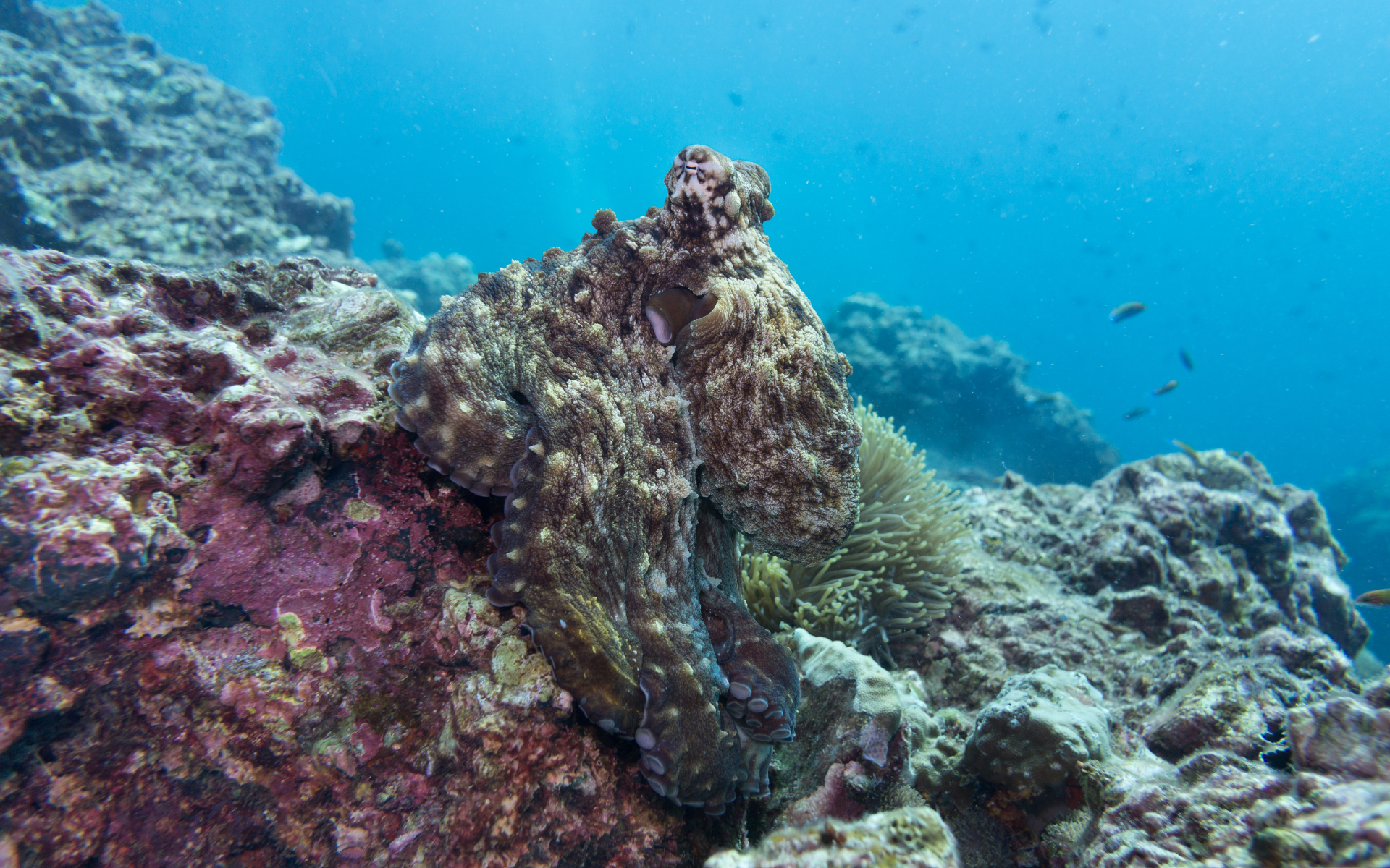 un pulpo camuflado entre corales.