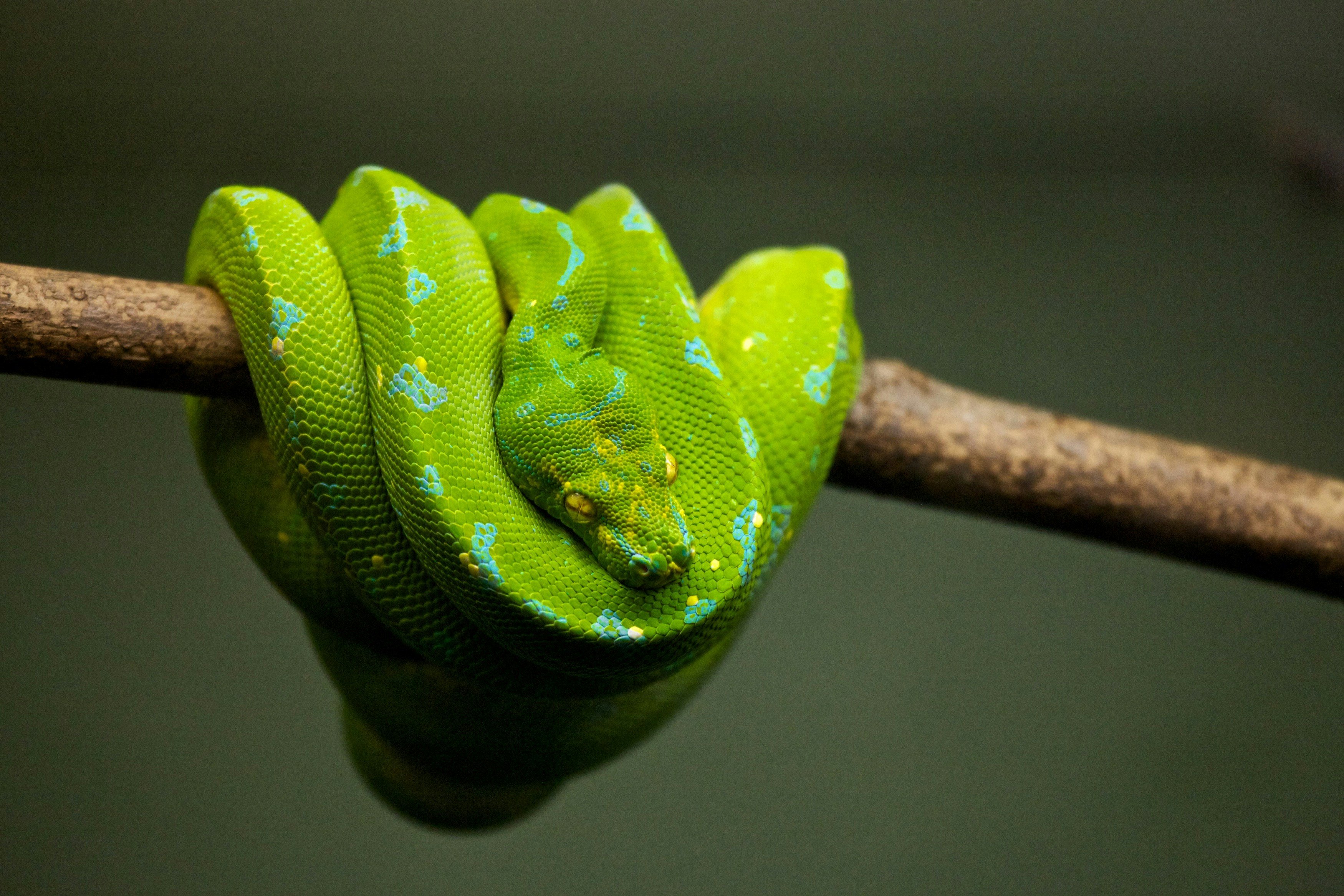 Una serpiente de ojos amarillos descansa enrollada sobre la rama de un árbol.