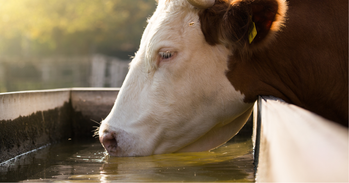 Una vaca bebiendo agua de un estanque.
