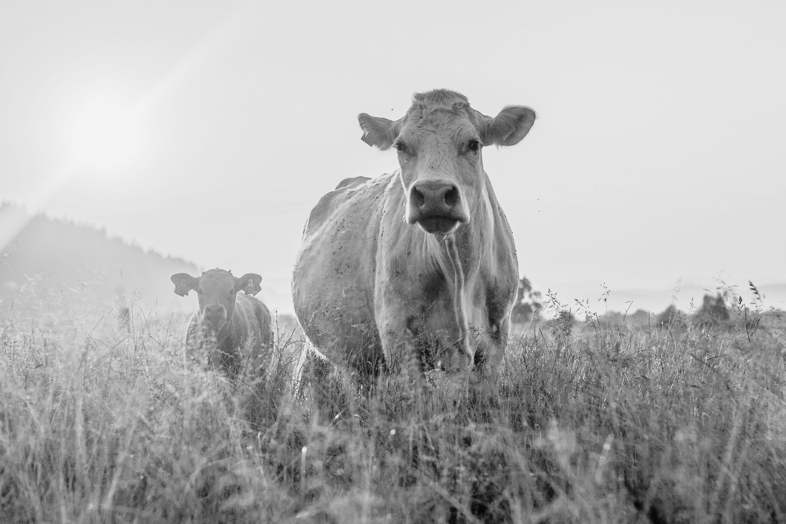 Una vaca disfruta del atardecer libre en una granja. 