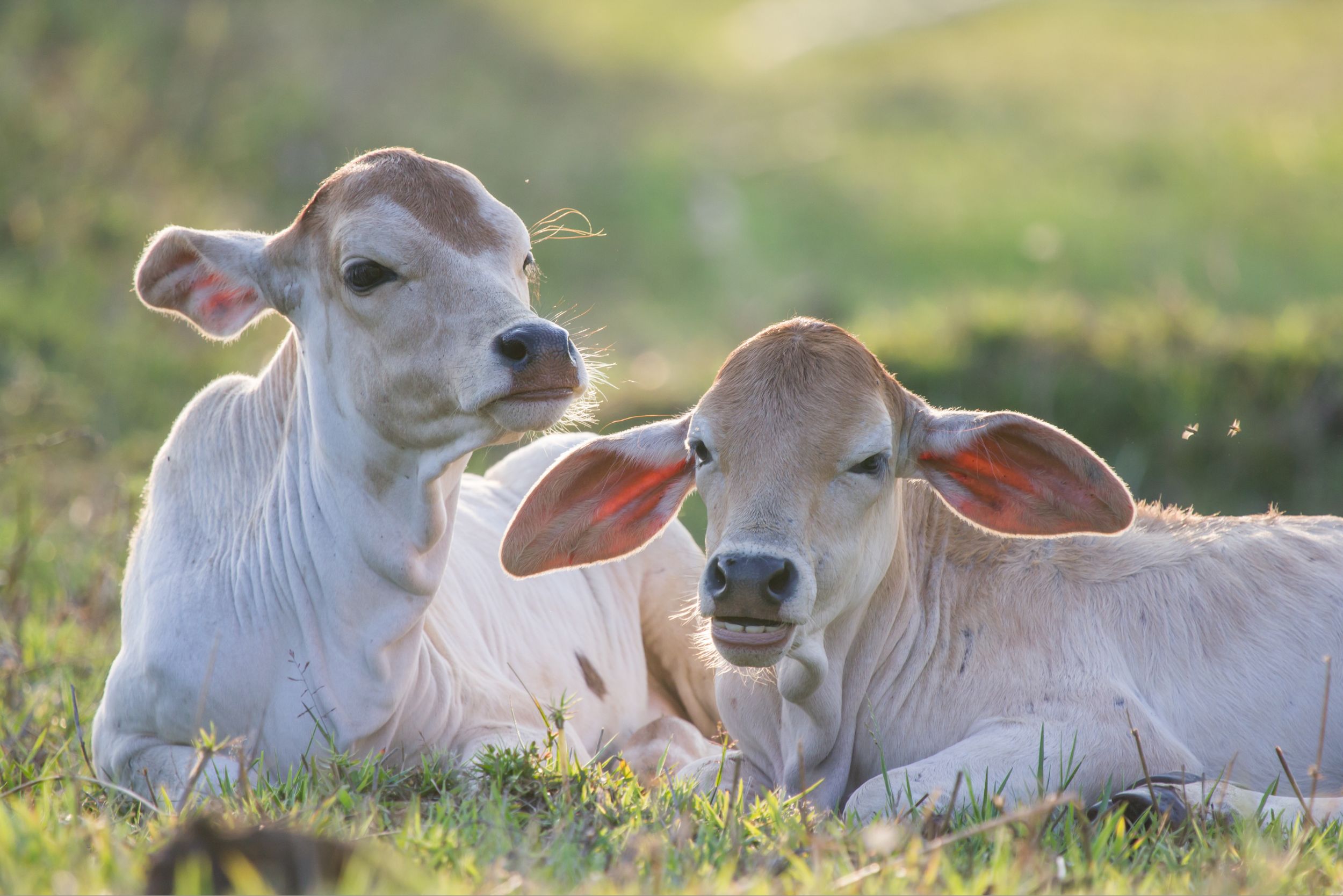 Unas vacas en una granja de alto bienestar. 